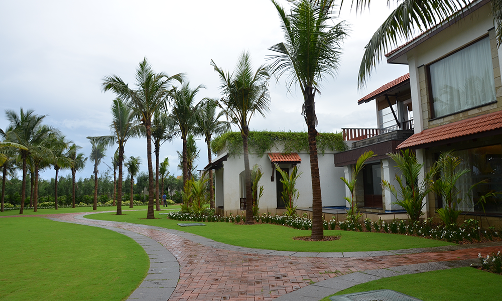 caminho-que-leva-palmeiras-contra-o-ceu-azul